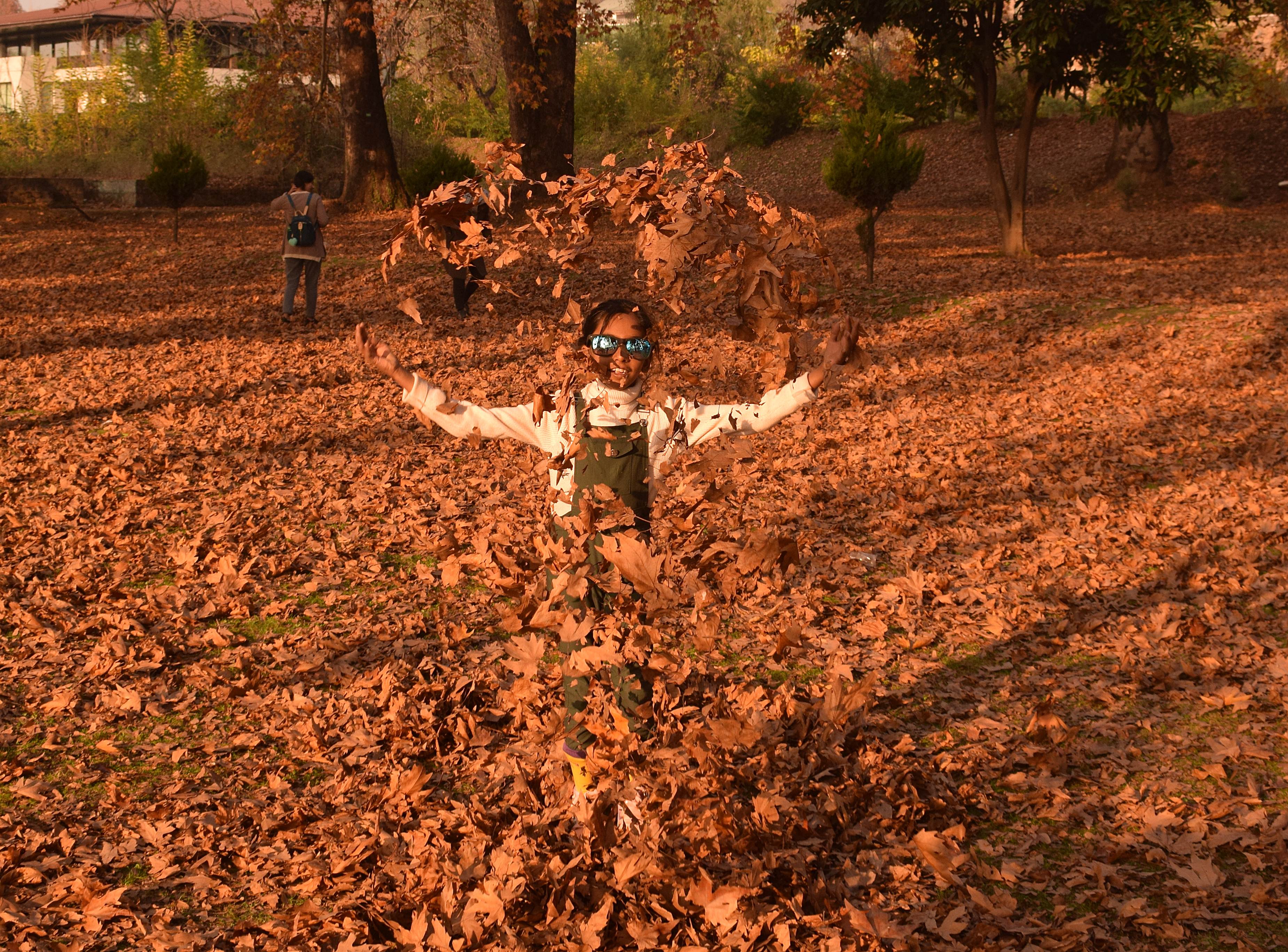 A Child playing with the dried leaves of Chinar in Kashmir